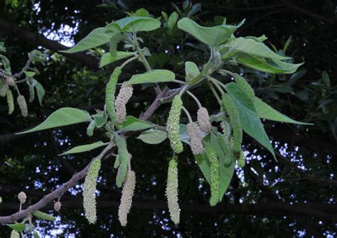 構樹英文|構樹 (Broussonetia papyrifera)